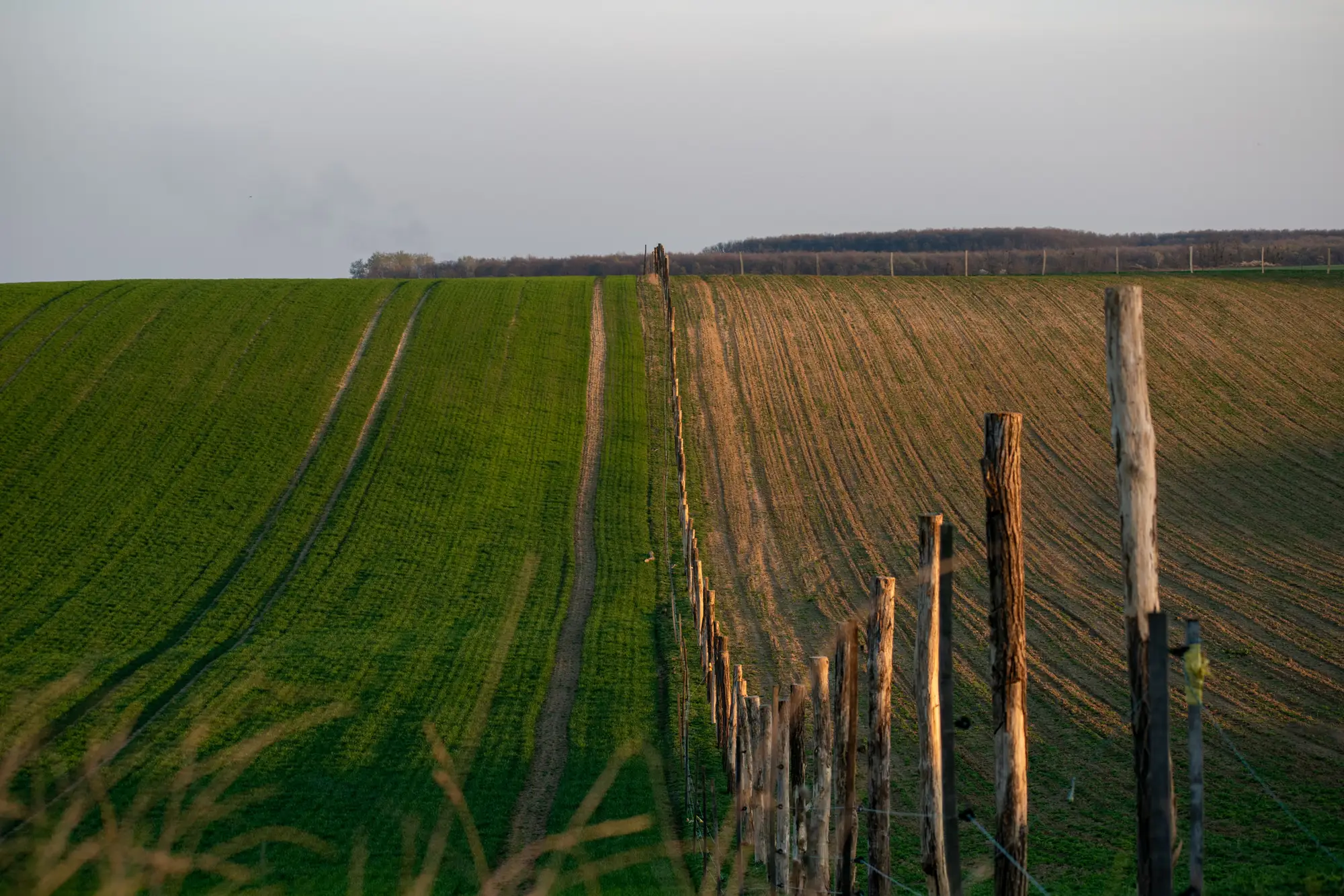 A post-and-wire fence running between a green winter crop and a bare drilled field