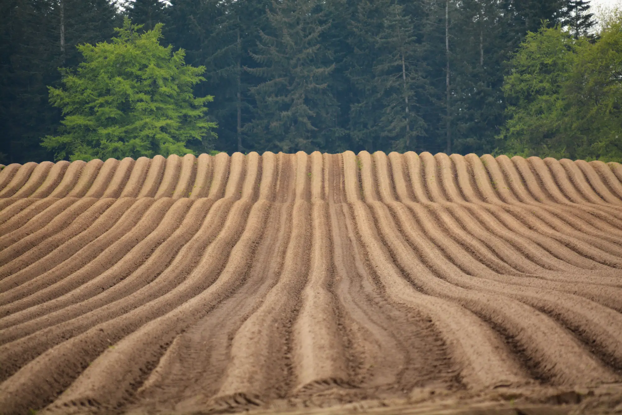 Freshly ridged furrows running up a field towards a line of conifers