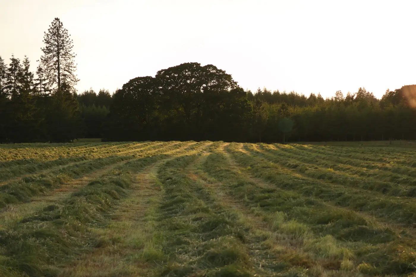 A hayfield with freshly cut grass rows glowing in late afternoon sunlight.
