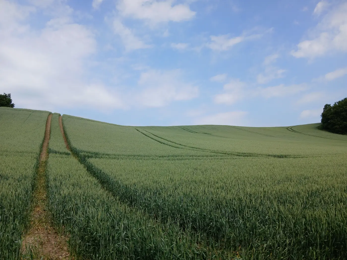 Young green wheat growing in straight rows across a field, with tractor tracks leading toward low hills under a blue sky.